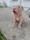 American Pit Bull Terrier Puppies for sale in Oakland Park, FL 33311, USA. price: NA