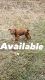 American Pit Bull Terrier Puppies for sale in Deerfield Beach, FL 33441, USA. price: NA