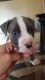 American Pit Bull Terrier Puppies for sale in Bakersfield, CA 93308, USA. price: NA