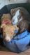 American Pit Bull Terrier Puppies for sale in Dayton, OH, USA. price: NA
