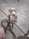 American Pit Bull Terrier Puppies for sale in Springfield, MO, USA. price: $250