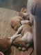 American Pit Bull Terrier Puppies for sale in Denison, TX 75020, USA. price: $20