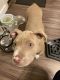 American Pit Bull Terrier Puppies for sale in Aurora, CO 80013, USA. price: $700