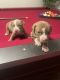 American Pit Bull Terrier Puppies for sale in Miami, FL, USA. price: $700