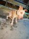 American Pit Bull Terrier Puppies for sale in Sector 105, Noida, Uttar Pradesh, India. price: 8000 INR