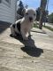 American Pit Bull Terrier Puppies for sale in Salem, OH 44460, USA. price: NA