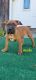 American Pit Bull Terrier Puppies for sale in Chenango Forks, NY 13746, USA. price: $600