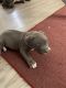 American Pit Bull Terrier Puppies for sale in North Las Vegas, NV 89031, USA. price: $1,500