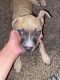 American Pit Bull Terrier Puppies for sale in Belton, TX, USA. price: $150