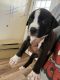 American Pit Bull Terrier Puppies for sale in Rockville, MD, USA. price: $1,200