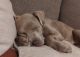 American Pit Bull Terrier Puppies for sale in Hampstead, NC, USA. price: $1,000