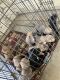 American Pit Bull Terrier Puppies for sale in Killeen, TX 76549, USA. price: $50