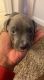 American Pit Bull Terrier Puppies for sale in Greenville, SC, USA. price: $250