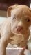 American Pit Bull Terrier Puppies for sale in Ocala, FL, USA. price: $900