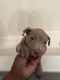 American Pit Bull Terrier Puppies for sale in CHATT HILLS, GA 30268, USA. price: NA