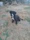 American Pit Bull Terrier Puppies for sale in Renton, WA 98055, USA. price: NA