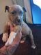 American Pit Bull Terrier Puppies for sale in 2368 Lynch Rd, Benton Harbor, MI 49022, USA. price: $375