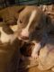 American Pit Bull Terrier Puppies for sale in Mendon, OH 45862, USA. price: NA