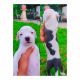 American Pit Bull Terrier Puppies for sale in Natepute, Maharashtra 413109, India. price: 15000 INR