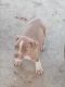 American Pit Bull Terrier Puppies for sale in Texarkana, TX, USA. price: NA