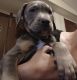 American Pit Bull Terrier Puppies for sale in Whitsett, NC 27377, USA. price: $400