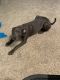 American Pit Bull Terrier Puppies for sale in North Olmsted, OH, USA. price: NA