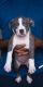 American Pit Bull Terrier Puppies for sale in Chennai, Tamil Nadu, India. price: 60000 INR
