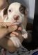 American Pit Bull Terrier Puppies for sale in El Mirage, AZ, USA. price: $200