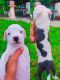 American Pit Bull Terrier Puppies for sale in Natepute, Maharashtra 413109, India. price: 10000 INR