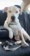 American Pit Bull Terrier Puppies for sale in Atlanta, GA, USA. price: $20