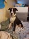 American Pit Bull Terrier Puppies for sale in Boalsburg, PA 16827, USA. price: NA