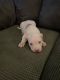 American Pit Bull Terrier Puppies for sale in York, PA, USA. price: $400