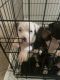 American Pit Bull Terrier Puppies for sale in Lithonia, GA 30058, USA. price: NA