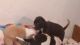 American Pit Bull Terrier Puppies for sale in CA-53, Clearlake, CA, USA. price: NA