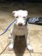 American Pit Bull Terrier Puppies for sale in Miami, FL, USA. price: $550