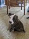 American Pit Bull Terrier Puppies for sale in Shell Knob, MO, USA. price: NA