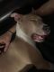 American Pit Bull Terrier Puppies for sale in 2829 SE Colt Dr, Portland, OR 97202, USA. price: $1,200