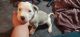 American Pit Bull Terrier Puppies for sale in Spokane, WA, USA. price: NA