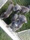 American Pit Bull Terrier Puppies for sale in Stevens County, WA, USA. price: NA