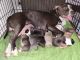 American Pit Bull Terrier Puppies for sale in Spokane, WA, USA. price: $750