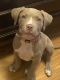American Pit Bull Terrier Puppies for sale in 3761 NE 41st St, Ocala, FL 34479, USA. price: $950