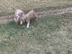 American Pit Bull Terrier Puppies for sale in Atlanta, GA, USA. price: $250