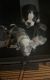 American Pit Bull Terrier Puppies for sale in Charleston, SC, USA. price: $25,003,000
