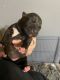 American Pit Bull Terrier Puppies for sale in Belfast, NY 14711, USA. price: NA