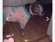 American Pit Bull Terrier Puppies for sale in Atlanta, GA, USA. price: NA