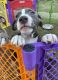 American Pit Bull Terrier Puppies for sale in McKinney, TX, USA. price: NA