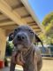 American Pit Bull Terrier Puppies for sale in Gilroy, CA 95020, USA. price: NA
