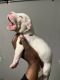 American Pit Bull Terrier Puppies for sale in Chester, PA, USA. price: NA
