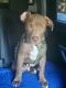 American Pit Bull Terrier Puppies for sale in Raleigh, NC, USA. price: $1,000