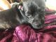 American Pit Bull Terrier Puppies for sale in New Orleans East Area, New Orleans, LA, USA. price: NA